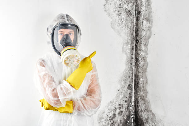 Best Black Mold Removal in Kittitas, WA