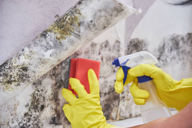 Best Mold Damage Restoration in Kittitas, WA